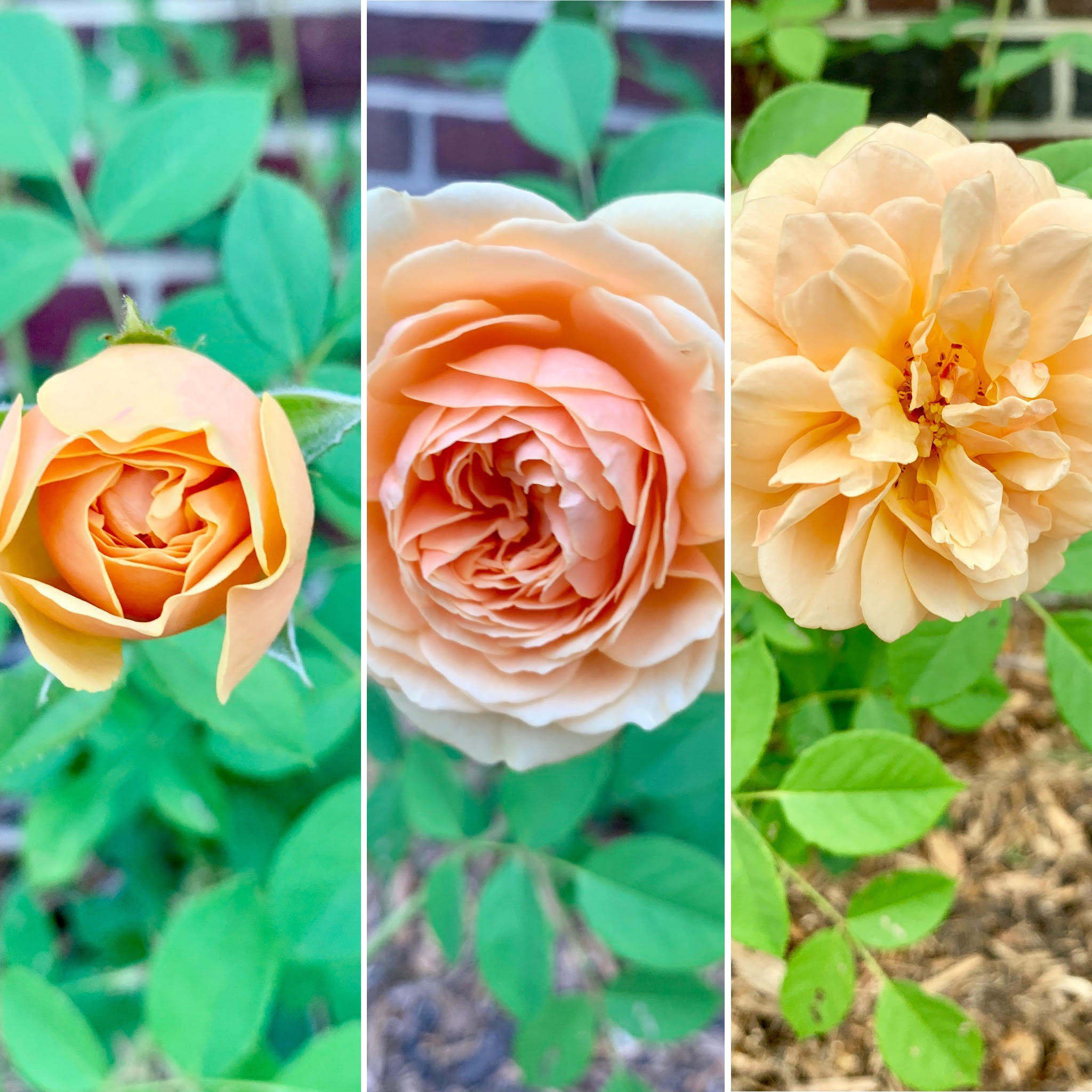 Garden 2019